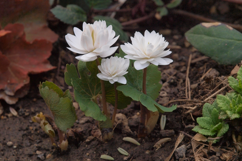 Bloodroot Plant For Sale
