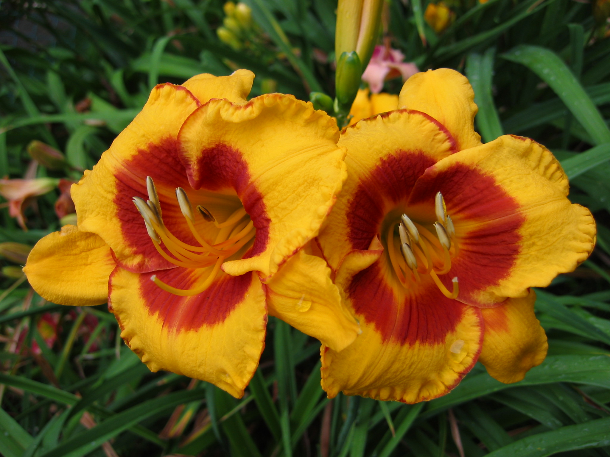 Daylily Fooled Me 