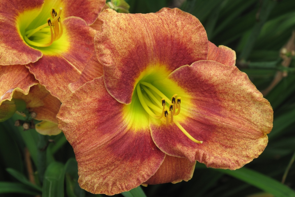 daylily-spots-before-my-eyes